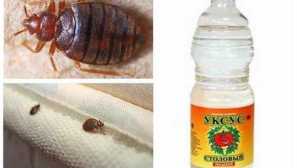 Nevěřte v ocet z lůžek bedbugs podvádí fóra